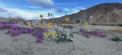 Helianthus petiolaris canescens