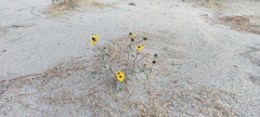 Helianthus petiolaris canescens