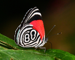 Diaethria clymena
