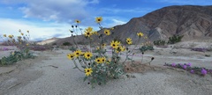 Helianthus petiolaris canescens