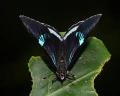 Diaethria clymena