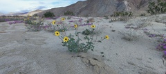 Helianthus petiolaris canescens