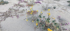 Helianthus petiolaris canescens