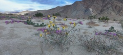 Helianthus petiolaris canescens