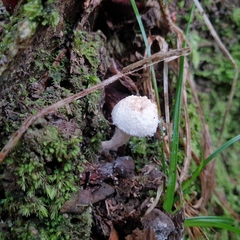 Cystolepiota