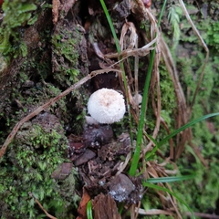 Cystolepiota