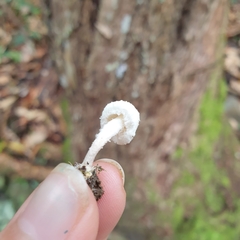 Cystolepiota