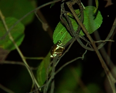 Agalychnis dacnicolor