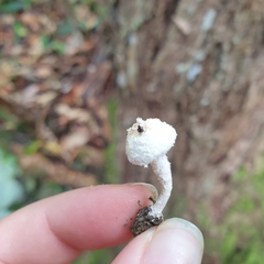Cystolepiota