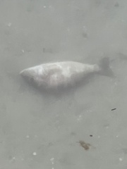 Orthopristis chrysoptera