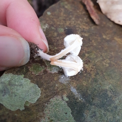 Cystolepiota