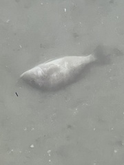 Orthopristis chrysoptera