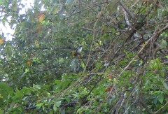 Chrysuronia leucogaster