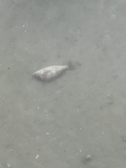 Orthopristis chrysoptera