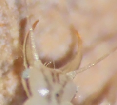 Chrysopa quadripunctata