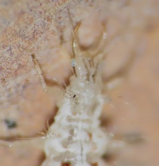 Chrysopa quadripunctata