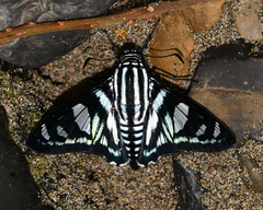 Jemadia menechmus