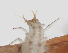 Chrysopa quadripunctata