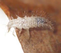 Chrysopa quadripunctata