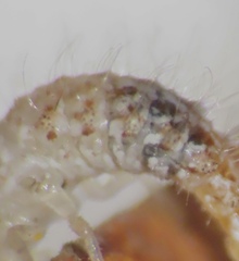 Chrysopa quadripunctata