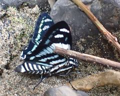 Jemadia menechmus