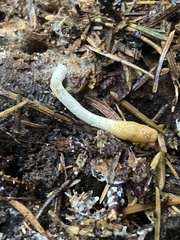 Trichoderma leucopus