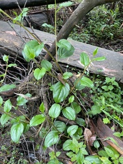 Hackelia latifolia
