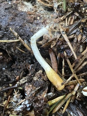 Trichoderma leucopus