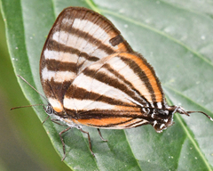 Arawacus separata