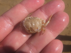 Ovalipes australiensis