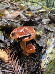 Lactarius subviscidus
