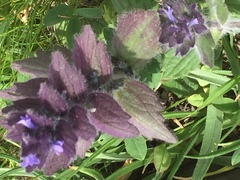Ajuga orientalis