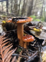 Lactarius subviscidus