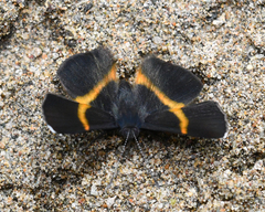 Parcella amarynthina