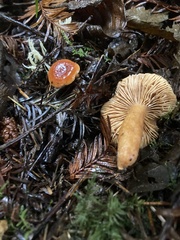 Lactarius subviscidus