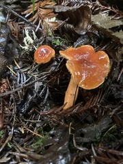 Lactarius subviscidus