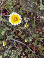 Layia platyglossa