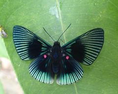 Lyropteryx apollonia