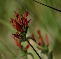 Dicliptera squarrosa