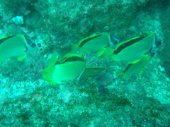 Johnrandallia nigrirostris