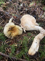 Cantharellus formosus