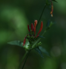 Dicliptera squarrosa