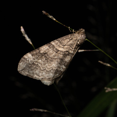 Operophtera relegata