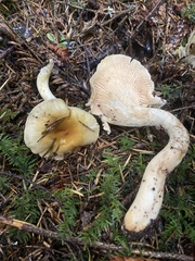 Cantharellus formosus