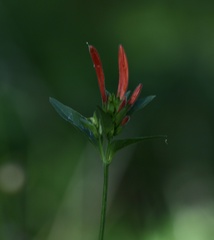 Dicliptera squarrosa
