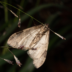 Operophtera relegata