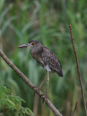Nyctanassa violacea