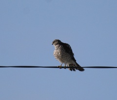 Accipiter striatus