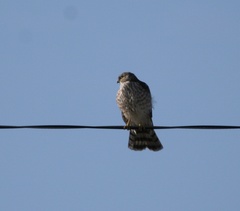 Accipiter striatus