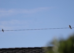 Accipiter striatus
